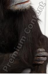 Arm Chimpanzee